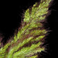 100 WALTER'S BARNYARD GRASS Wetland Ornamental Echinochloa Walteri Seeds