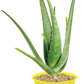 Eco Seed Sprouts Aunt Annie Aloe - Multipack of 5