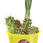 Eco Seed Sprouts Caring Carol Cactus - Multipack of 5