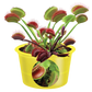 Eco Seed Sprouts Flytrap Ed - Multipack of 5