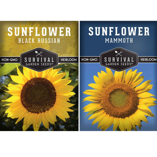 Edible Sunflower Seeds Collection – Mammoth & Black Russian Heirloom Non-GMO Varieties for Roasting, Bird Feed & Towering Garden Displays