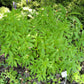 100 MINT BUSH White Elsholtzia Stauntonii Alba Chinese Mint Fragrant Shrub Seeds