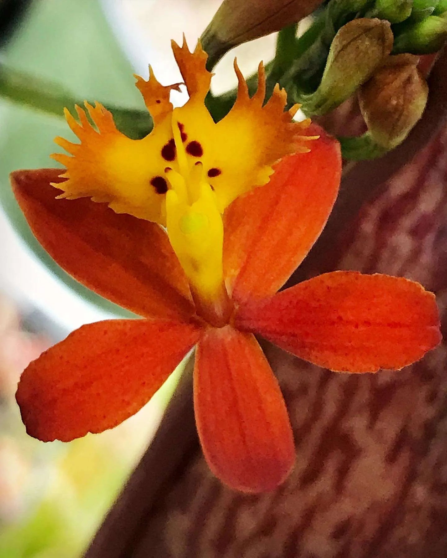Epidendrum Radicans Orange ground orchid ! A hardy orchid with super bright orange blooms! An easy care perennial orchid that loves summertime!