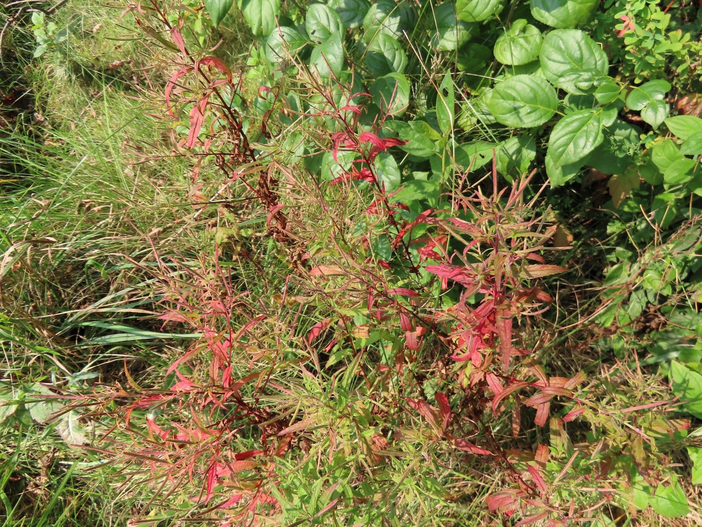 100 CINNAMON WILLOWHERB Eastern Purpleleaf Epilobium Coloratum Flower Seeds