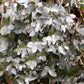 10 SILVER BOX EUCALYPTUS Pruinosa Silvery Blue-Green Foliage Apple Box Smoke Tree White Yellow Flower Seeds
