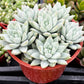 Echeveria Lilac Mist
