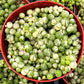 Variegated String of Pearls