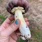 Wine Cap “Stropharia rugoso-anulata” Living Mulch