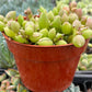 String of Watermelons