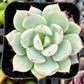 Echeveria Tippy Pink