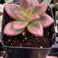 Graptosedum California Sunset