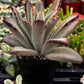 Chocolate Soldier Kalanchoe Tomentosa