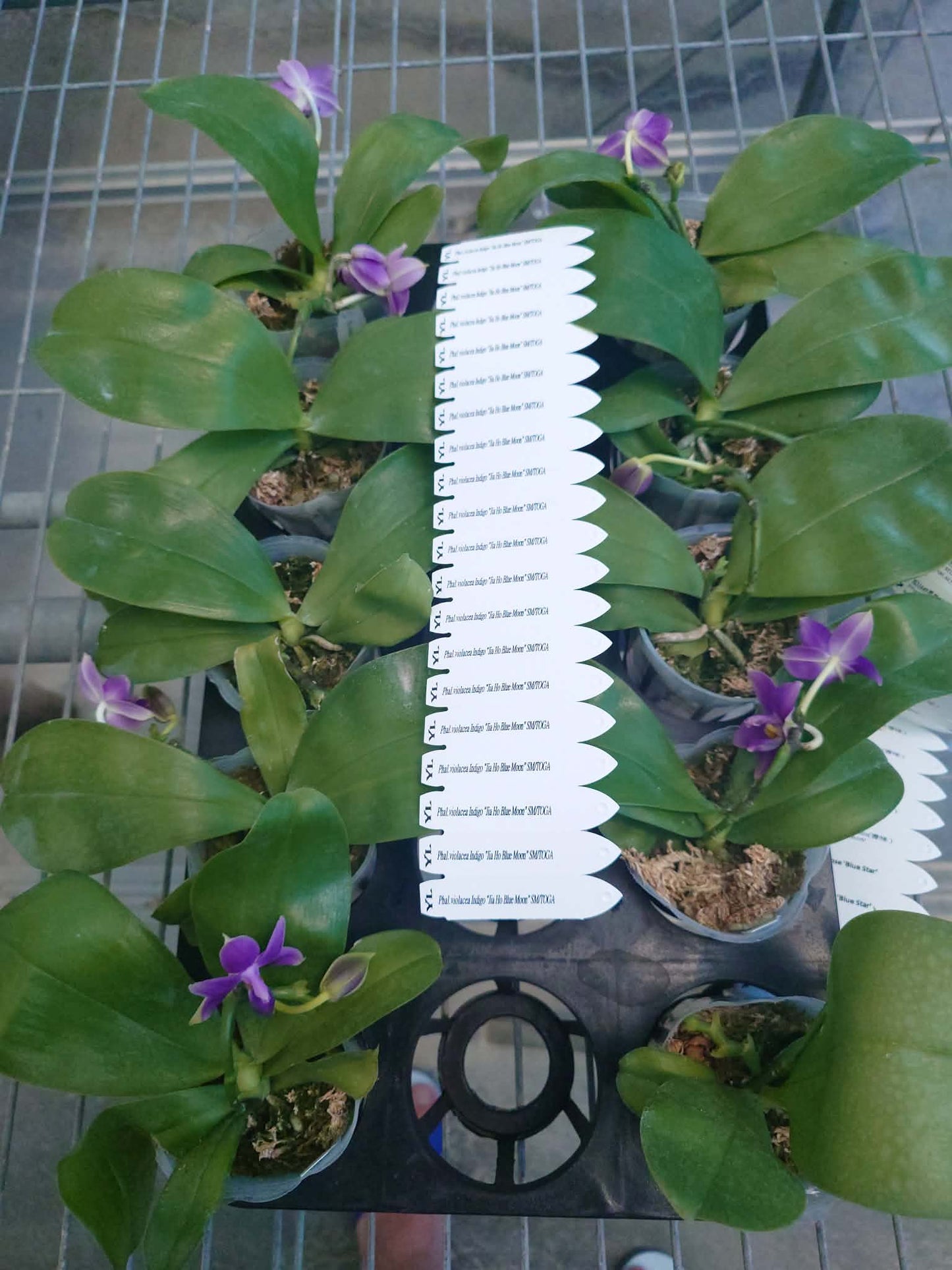 Phalaenopsis violacea indigo ‘Jiaho Blue Moon’ SM/TOGA