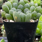 Haworthia Cooperi Var Truncata