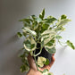Pothos N'Joy