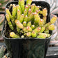 Hatiora Salicornioides