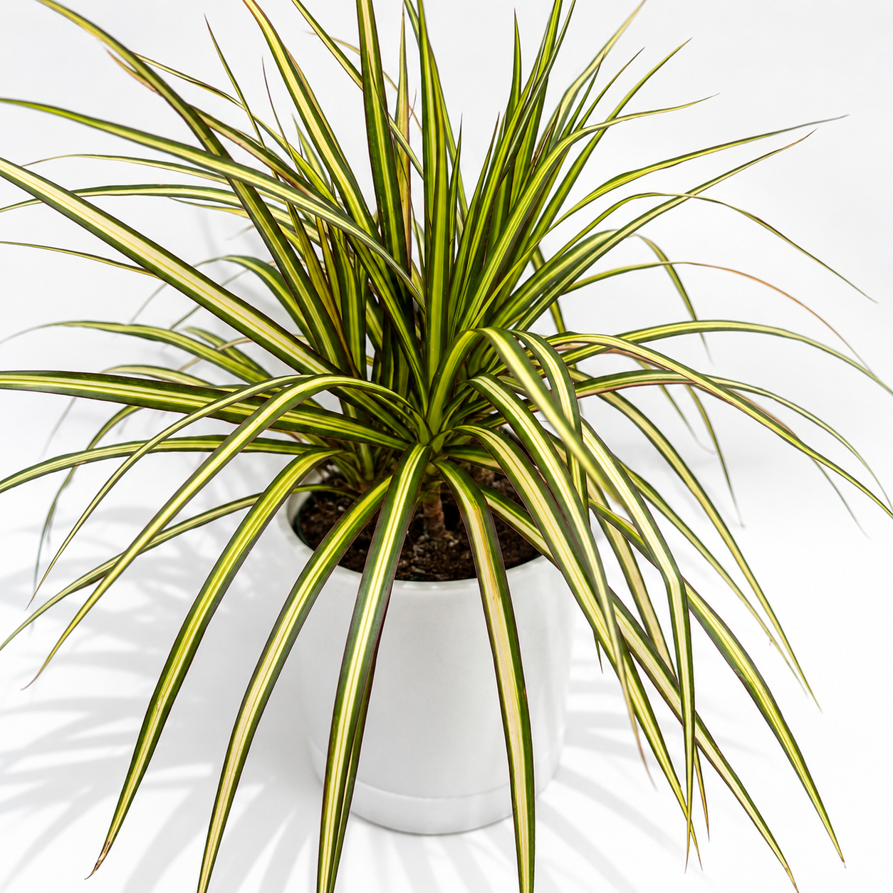 Dracaena Ray Of Sunshine