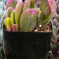 Trailing Jade