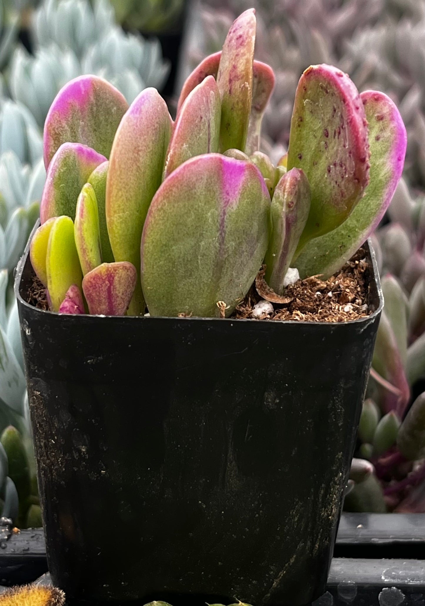 Trailing Jade