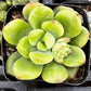 Sedum ‘Alice Evans’