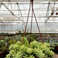 Sedum Donkey's Tail