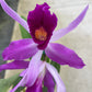 Laeliocattleya Edissa