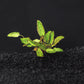 Cryptocoryne Wendtii (Red, Green, or Brown)