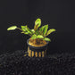 Cryptocoryne Wendtii (Red, Green, or Brown)