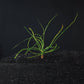 Crinum Calamistratum