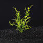 Water Sprite Lace | Indian Fern