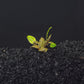 Cryptocoryne Wendtii (Red, Green, or Brown)