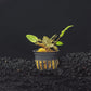 Cryptocoryne Wendtii (Red, Green, or Brown)