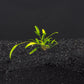Cryptocoryne Lucen