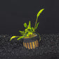 Cryptocoryne Lucen