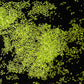 Duckweed