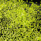 Duckweed