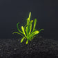 Dwarf Sagittaria | Easy Carpeting Aquarium Plant