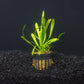 Dwarf Sagittaria | Easy Carpeting Aquarium Plant