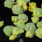 Red Root Floater | Phyllanthus Fluitans