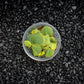 Red Root Floater | Phyllanthus Fluitans