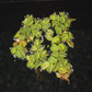 Water Spangle | Salvinia Minima