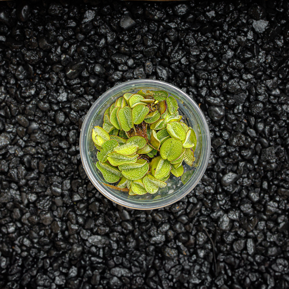 Water Spangle | Salvinia Minima