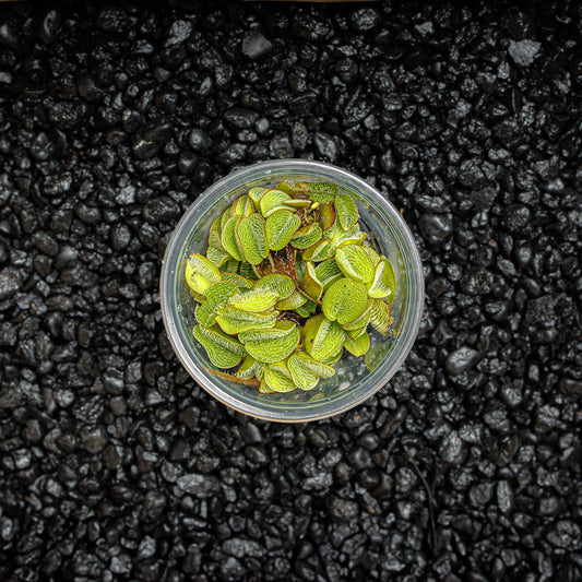 Water Spangle | Salvinia Minima
