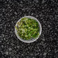 Subwassertang - a unique and versatile freshwater plant