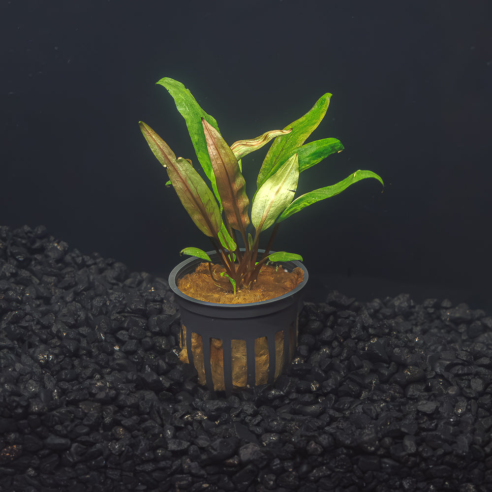 Cryptocoryne Undulata