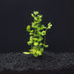 Water Wisteria | Hygrophila Difformis