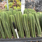 #EC225 Variety of Trichocereus Hybrid Cactus Bargain Potted Seedlings For Sale