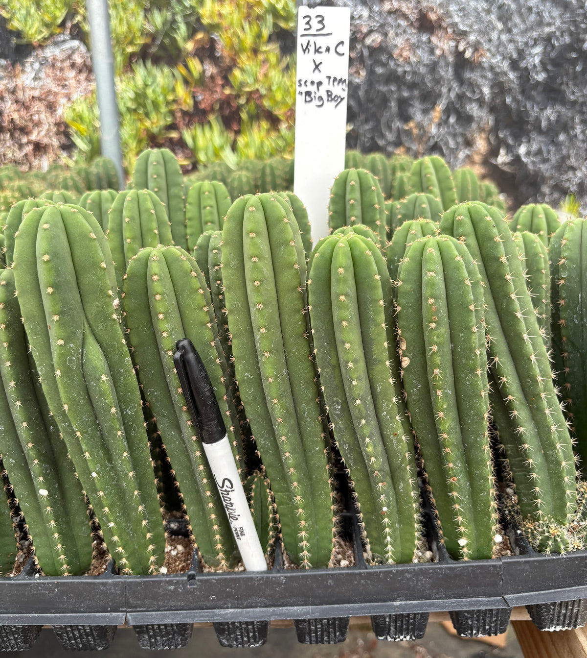 #EC225 Variety of Trichocereus Hybrid Cactus Bargain Potted Seedlings For Sale
