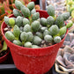 Adromischus Oviforme
