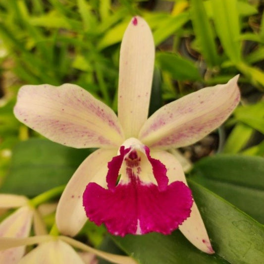 Brassocattleya Bessho C. amethystogiossa Hybrid Orchid